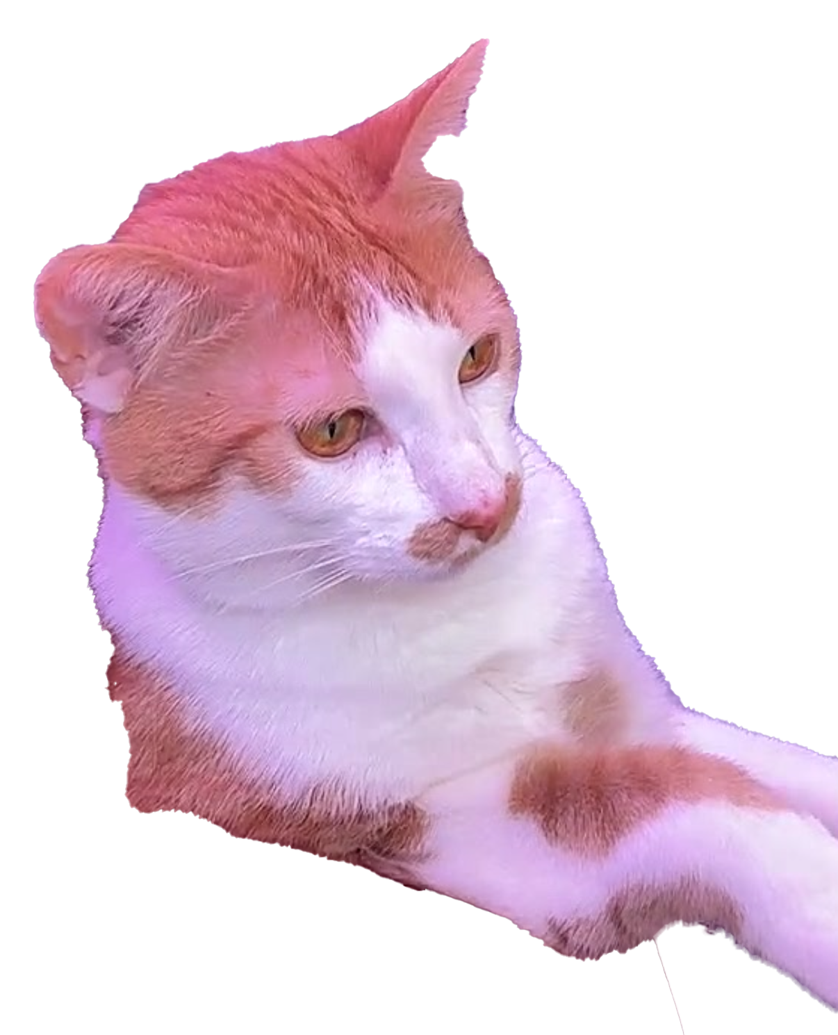 Another cat sliding across the screen